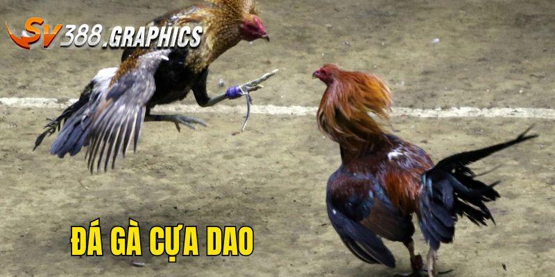 Đá Gà Cựa Dao - Thỏa Mãn Đam Mê Cùng Trận Đấu Kịch Tính