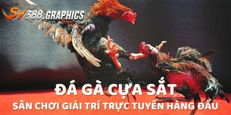 Đá gà cựa sắt được quan tâm đặc biệt