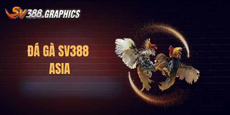 Giới thiệu về đá gà Asia SV388