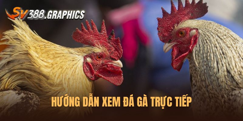 Hướng dẫn cách xem đá gà trực tiếp