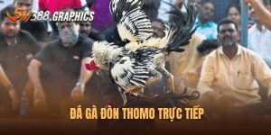 Trực Tiếp Đá Gà Đòn Thomo – Đỉnh Cao Của Bộ Môn Chọi Gà